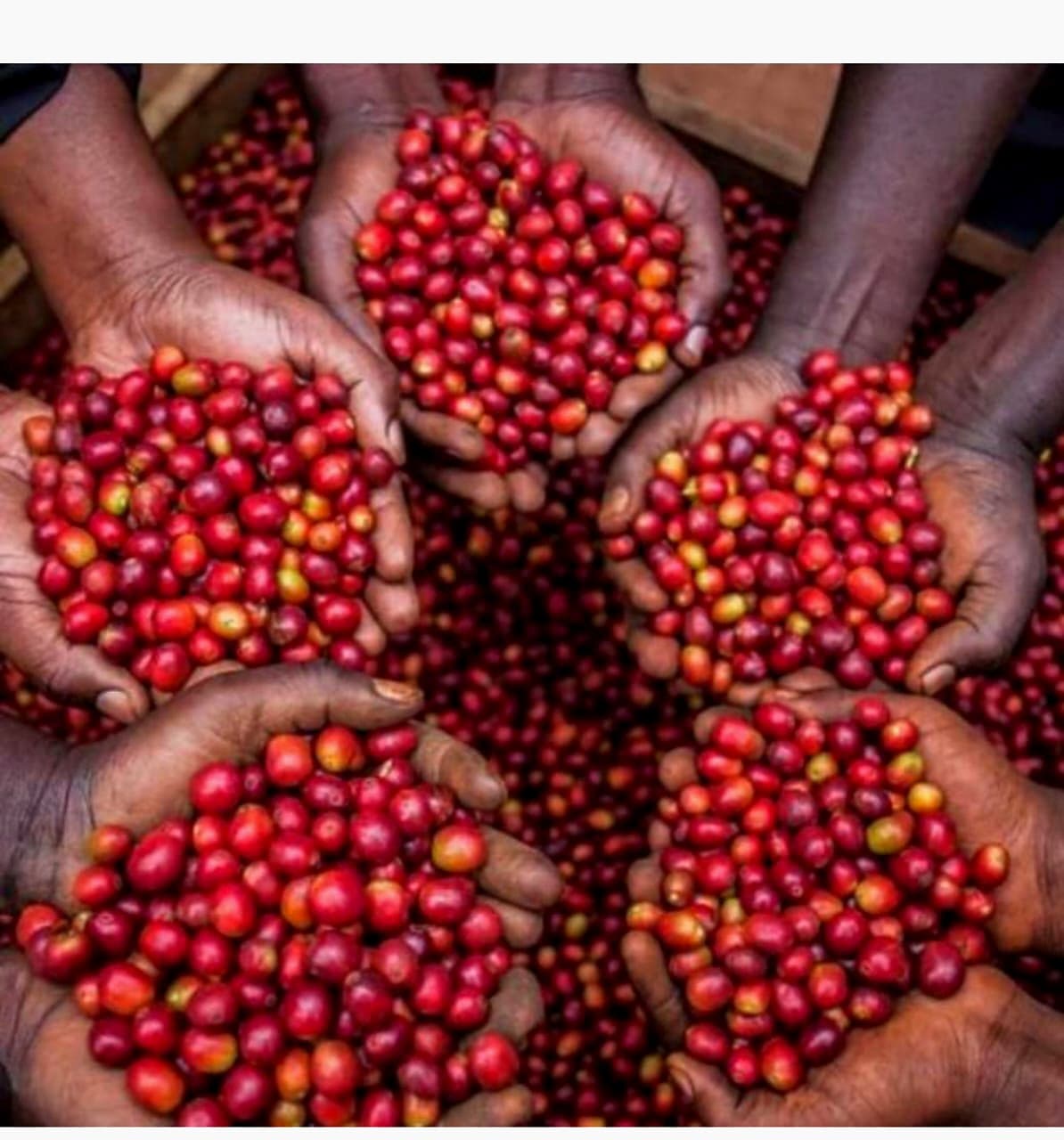 Fresh red Arabica coffee cherries handpicked in Uganda
