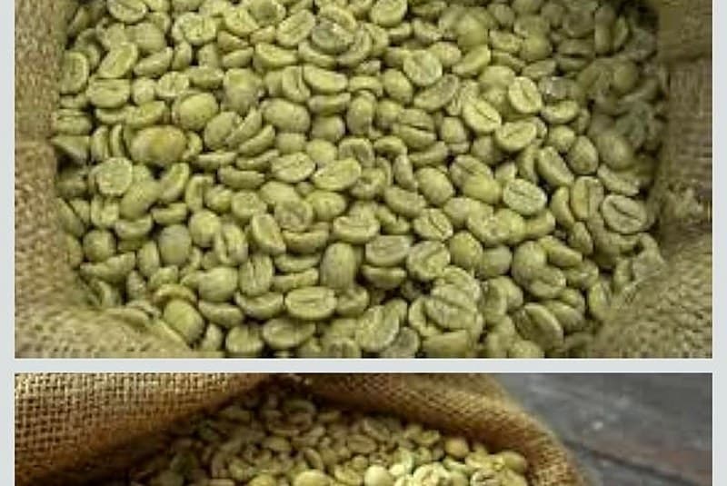 Premium green Arabica coffee beans from Uganda